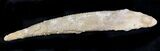 Large Hybodus Shark Dorsal Spine - Cretaceous #23097-1